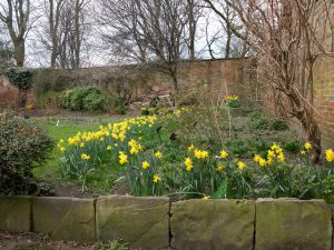 Daffodils in Walled Garden