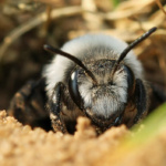 Mining Bee